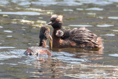 Podiceps auritus