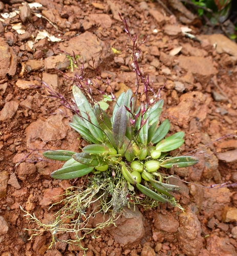 Bulbophyllum intertextum