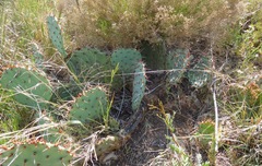 Opuntia gilvescens