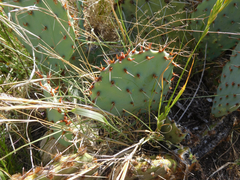 Opuntia gilvescens