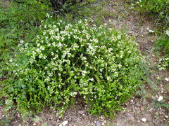 Acantholippia seriphioides
