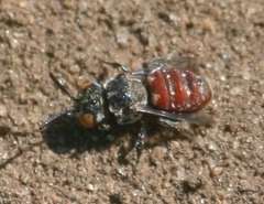 Holcopasites calliopsidis calliopsidis