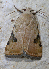 Micrathetis costiplaga