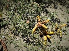 Prosopis strombulifera