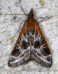 Pyrausta nexalis