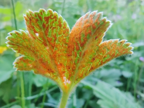 Lady's Mantle Rust