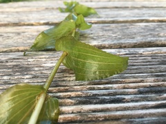 Potamogeton × nitens