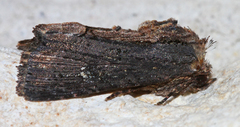 Dypterygia patina