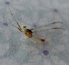 Maccaffertium modestum