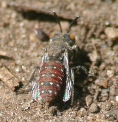 Holcopasites calliopsidis calliopsidis