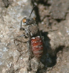 Holcopasites calliopsidis calliopsidis