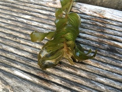 Potamogeton × nitens