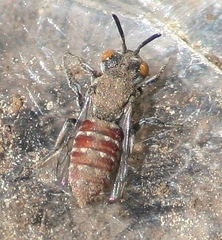 Holcopasites calliopsidis calliopsidis