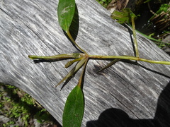 Potamogeton amplifolius