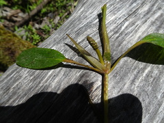 Potamogeton amplifolius