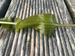 Potamogeton × nitens