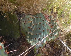 Opuntia gilvescens