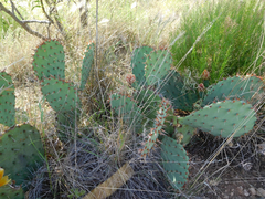 Opuntia gilvescens