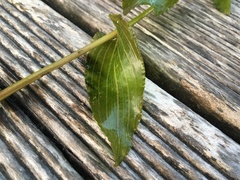 Potamogeton × nitens