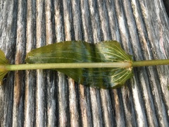 Potamogeton × nitens