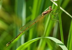 Lestes rectangularis