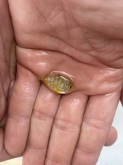 Carangoides