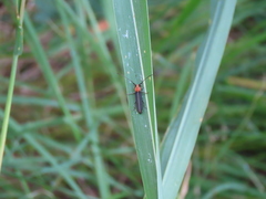 Dylobolus rotundicollis