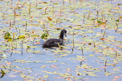Fulica atra