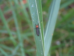 Dylobolus rotundicollis