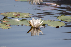 Nymphaea