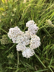 Achillea millefolium