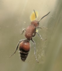 Timulla dubitatiformis