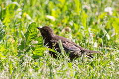 Sturnus vulgaris