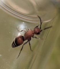 Timulla dubitatiformis