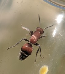 Timulla dubitatiformis