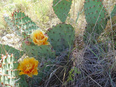 Opuntia gilvescens