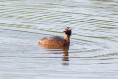 Podiceps auritus