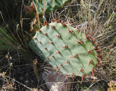 Opuntia gilvescens