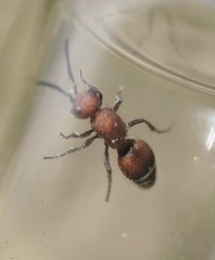 Timulla dubitatiformis