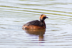 Podiceps auritus