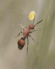 Timulla dubitatiformis