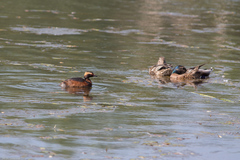 Podiceps auritus