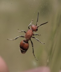 Timulla dubitatiformis