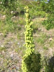 Rumex longifolius