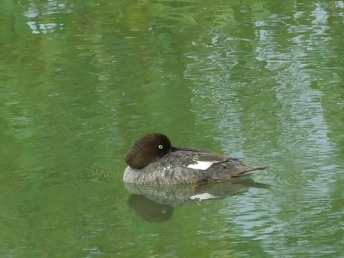 Bucephala islandica
