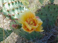 Opuntia gilvescens