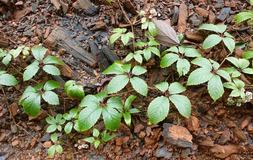 Cyphostemma adamii