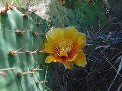 Opuntia gilvescens