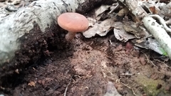 Rhodotus palmatus