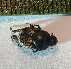 Onthophagus nuchicornis